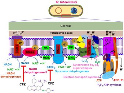 Molecular mechanisms of resistance and treatment efficacy of clofazimine and bedaquiline against Mycobacterium tuberculosis